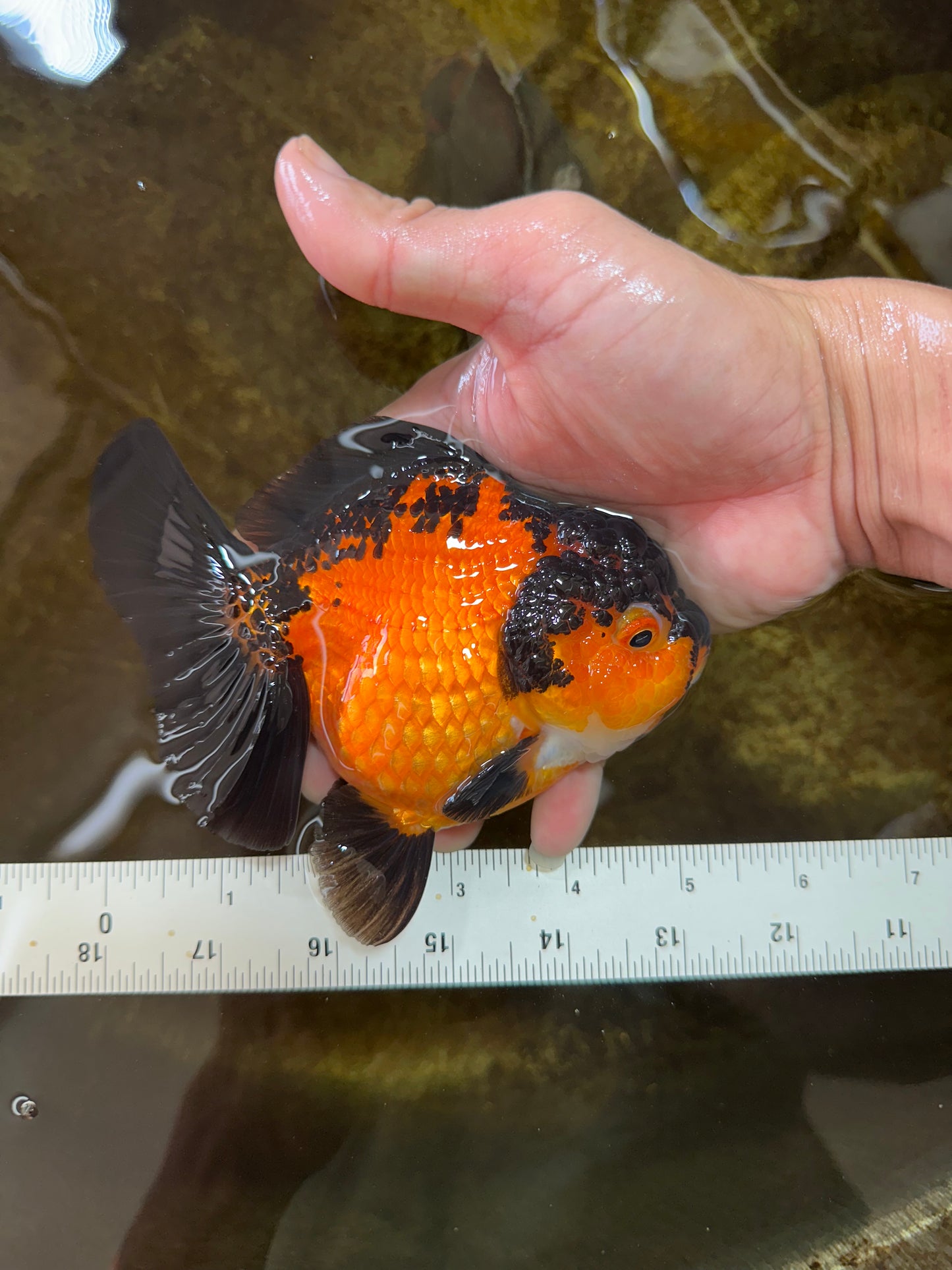 AAA Grade Apache Yuanbao Female 5 inches #081525YB_06