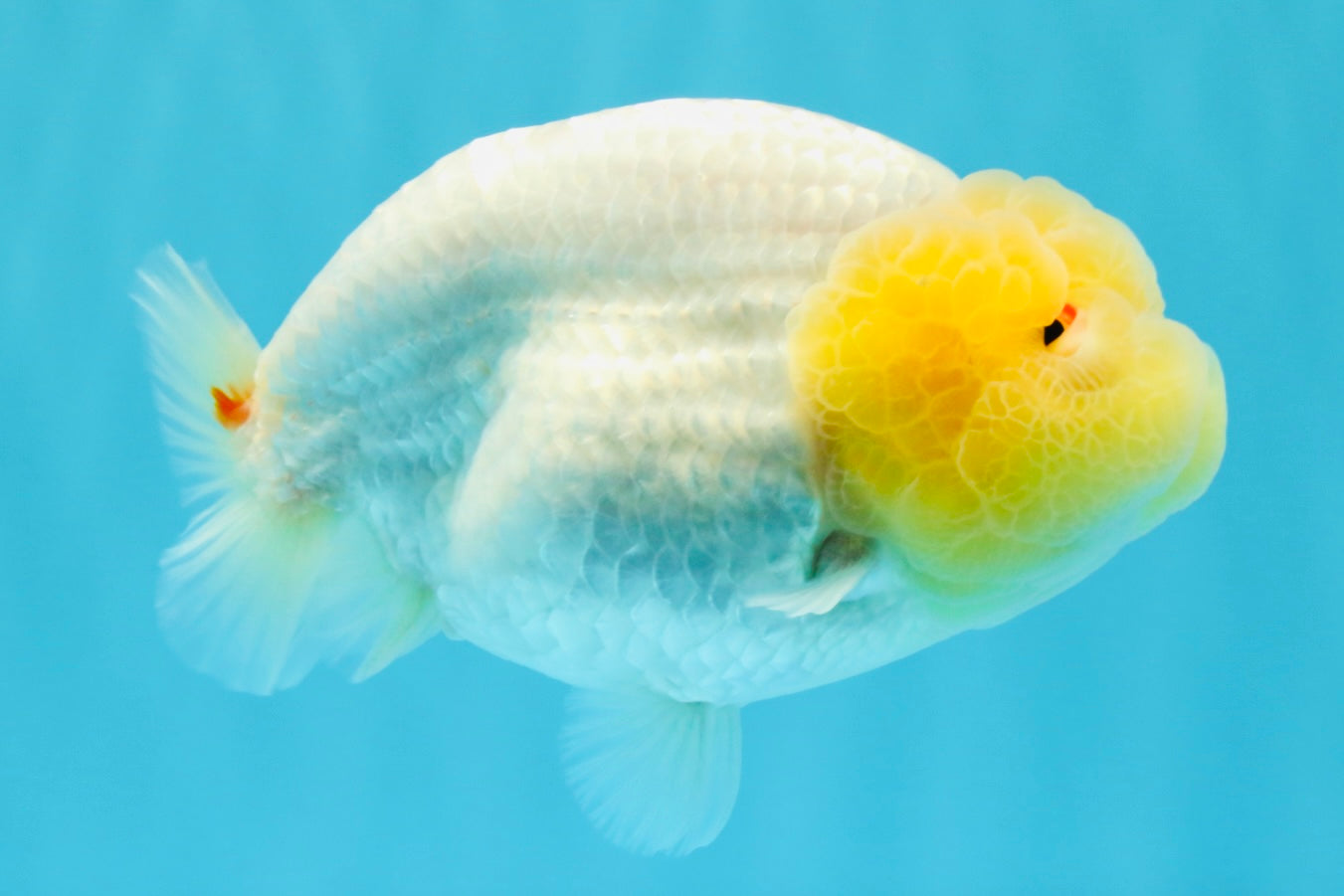 ADORABLE A Grade White LionQueen 4.5-5 inches #022026LC_13