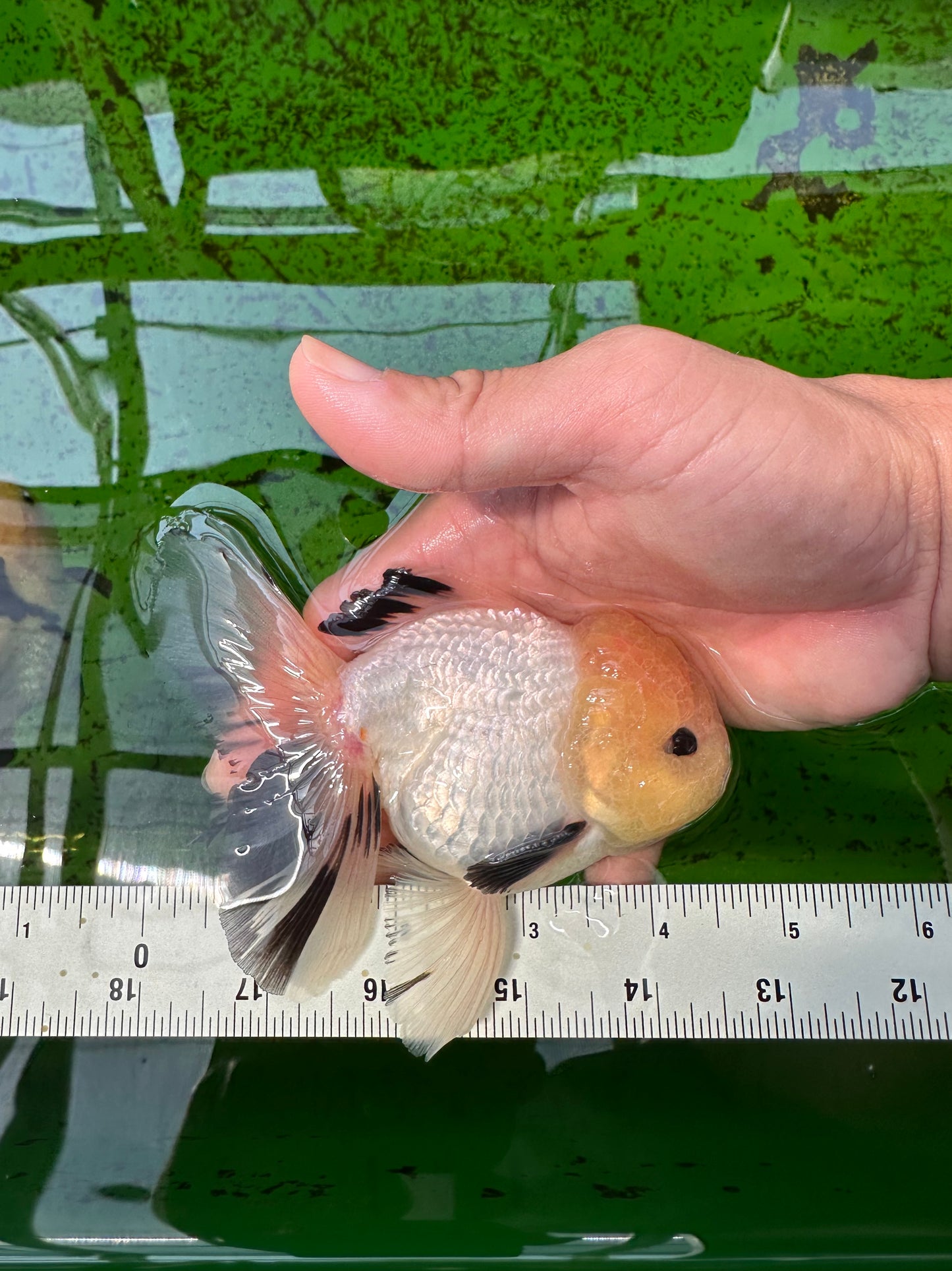 AAA Grade Lemonhead Tricolor Button Eyes Oranda Male 4.5-5 inches #0913OR_14