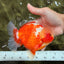 SUPER CUTE AAA Grade Strong Body Structure Kohaku Red White Yuanbao Male 6 inches #092526YB_12