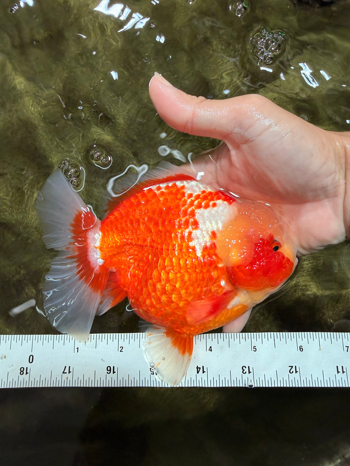 SUPER CUTE AAA Grade Strong Body Structure Kohaku Red White Yuanbao Male 6 inches #092526YB_12