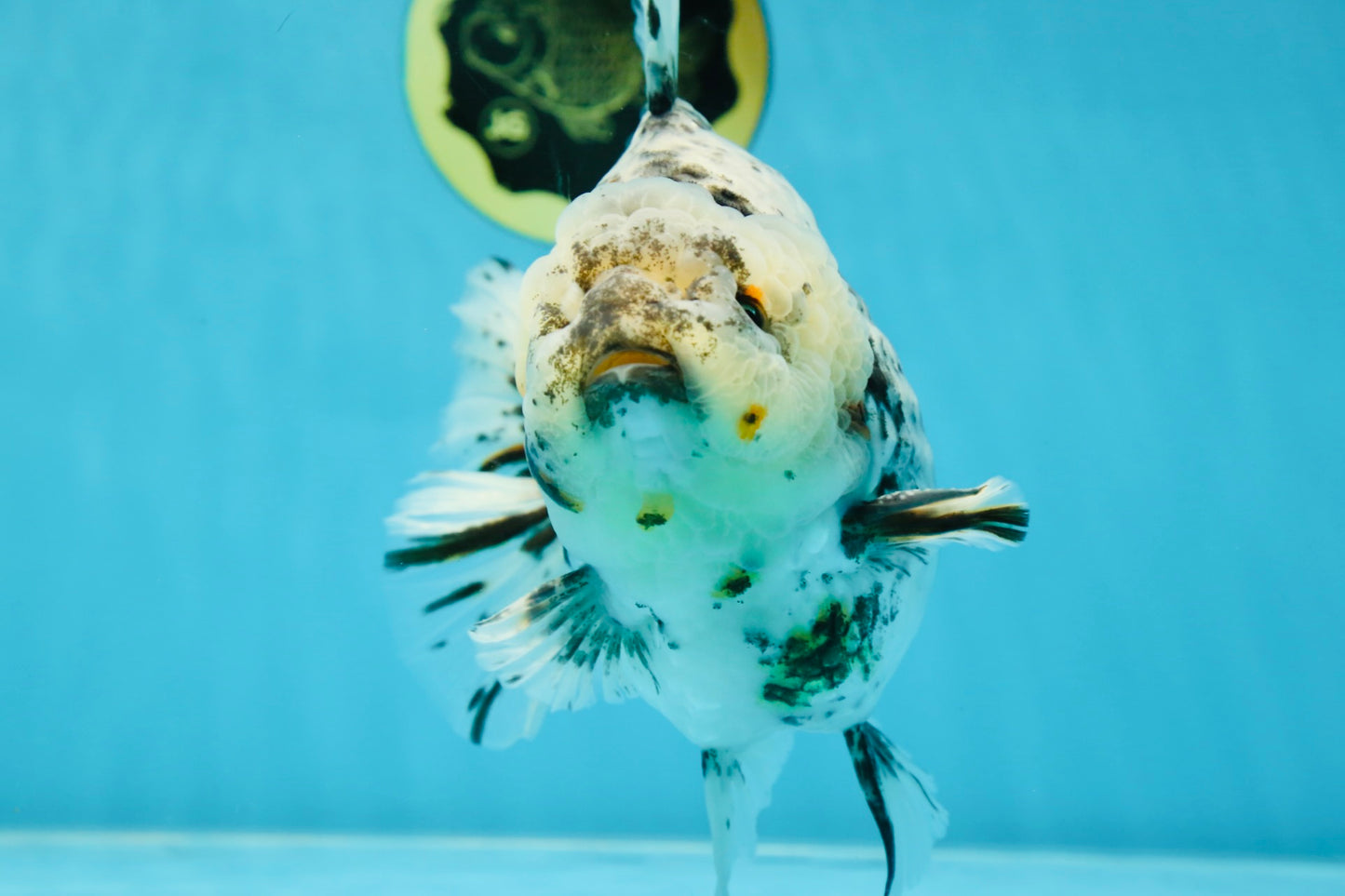 MONSTER AAA Grade White Tiger Yuanbao Male 7-7.5 inches #042525_01