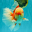 FLUFFY TAIL AAA Grade Super Red White Oranda Male 7.5-8 inches #061926OR_02