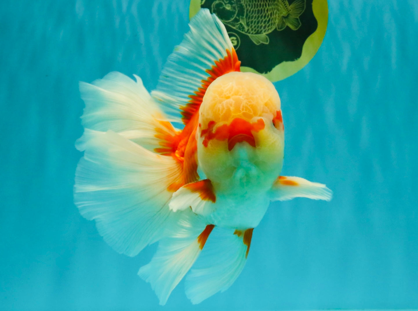 FLUFFY TAIL AAA Grade Super Red White Oranda Male 7.5-8 inches #061926OR_02