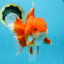 AAA Grade BEAUTY Red White Oranda Male 6 inches #082925OR_16
