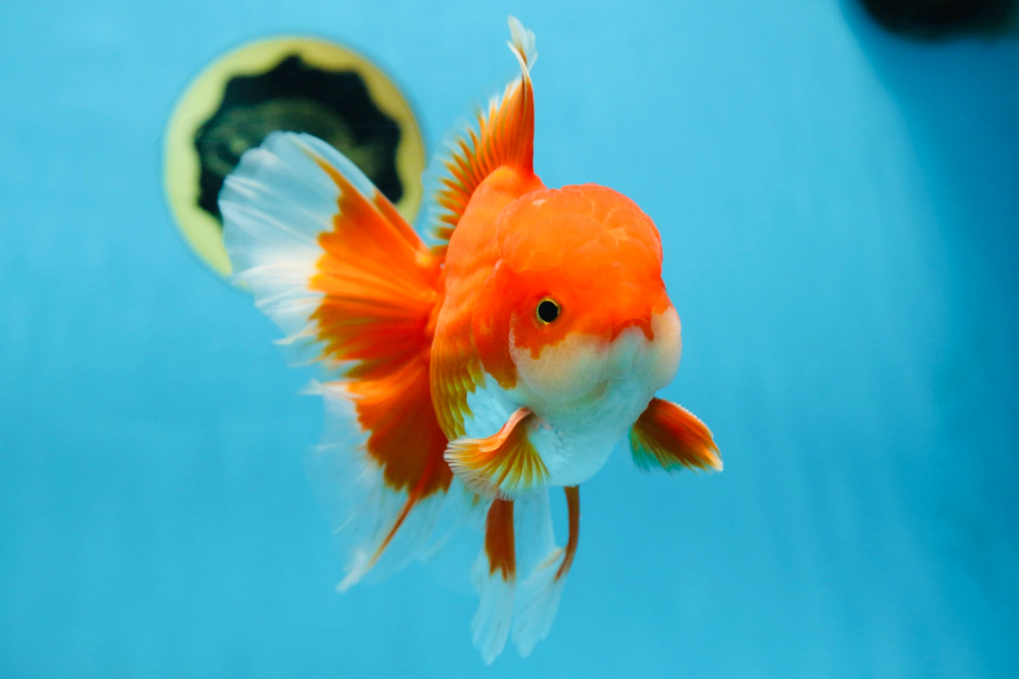 AAA Grade BEAUTY Red White Oranda Male 6 inches #082925OR_16