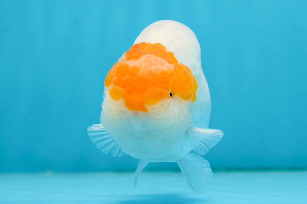 Classic Egg-shape Red Head Lionchu Male 4 inches #122724LC_08