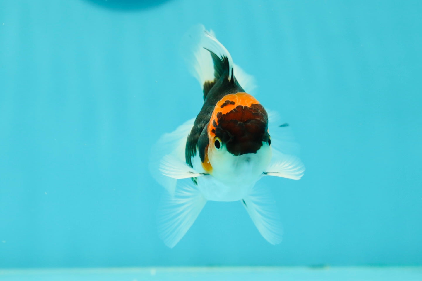 Tricolor Oranda Male 3.5-4 inches #102524OR_20