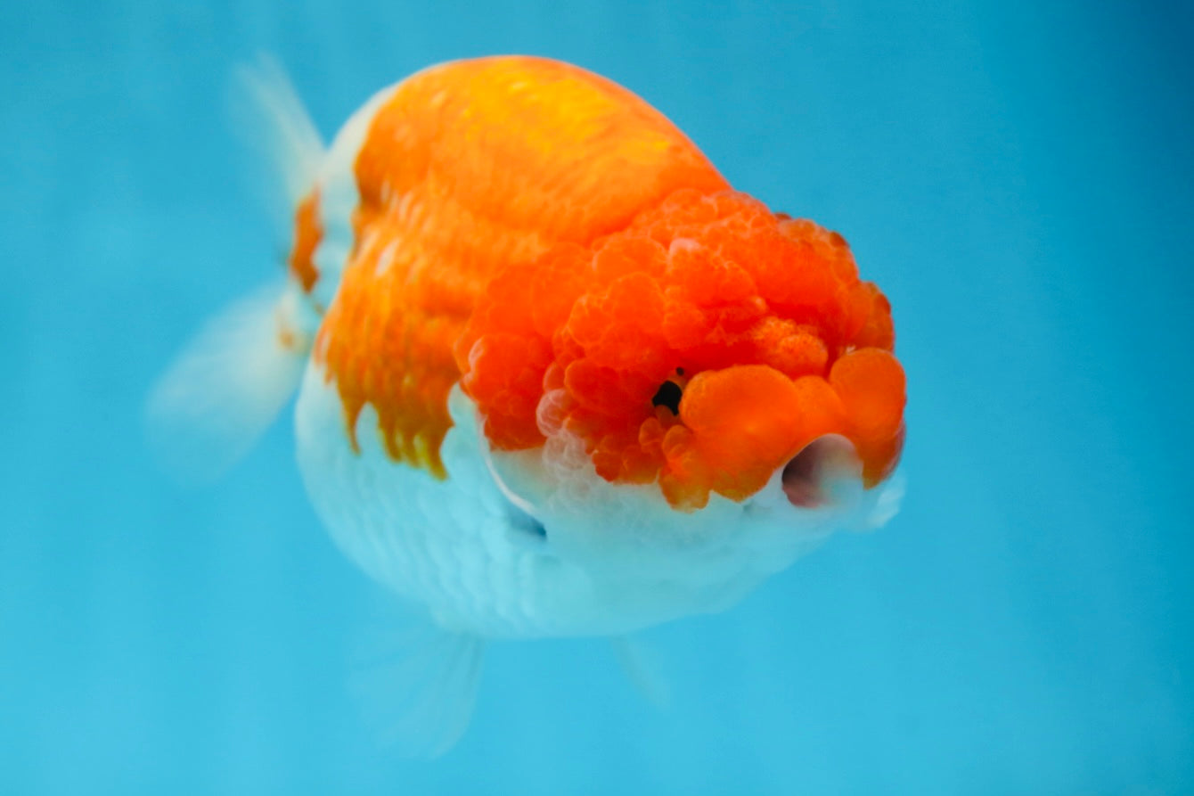 AAA Grade FLUFFY WEN Red White LionQueen 5.5-6 inches #090525LC_02