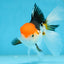 Tricolor Oranda Female 5.5 inches #091225OR_19