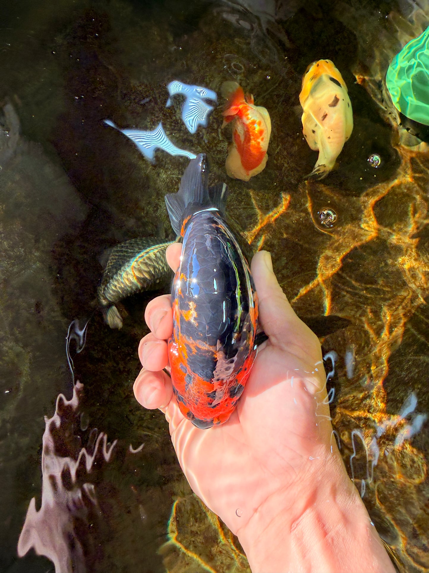 SPECIAL A Grade Chinese Tiger Ranchu Male 5 inches #102425RC_01