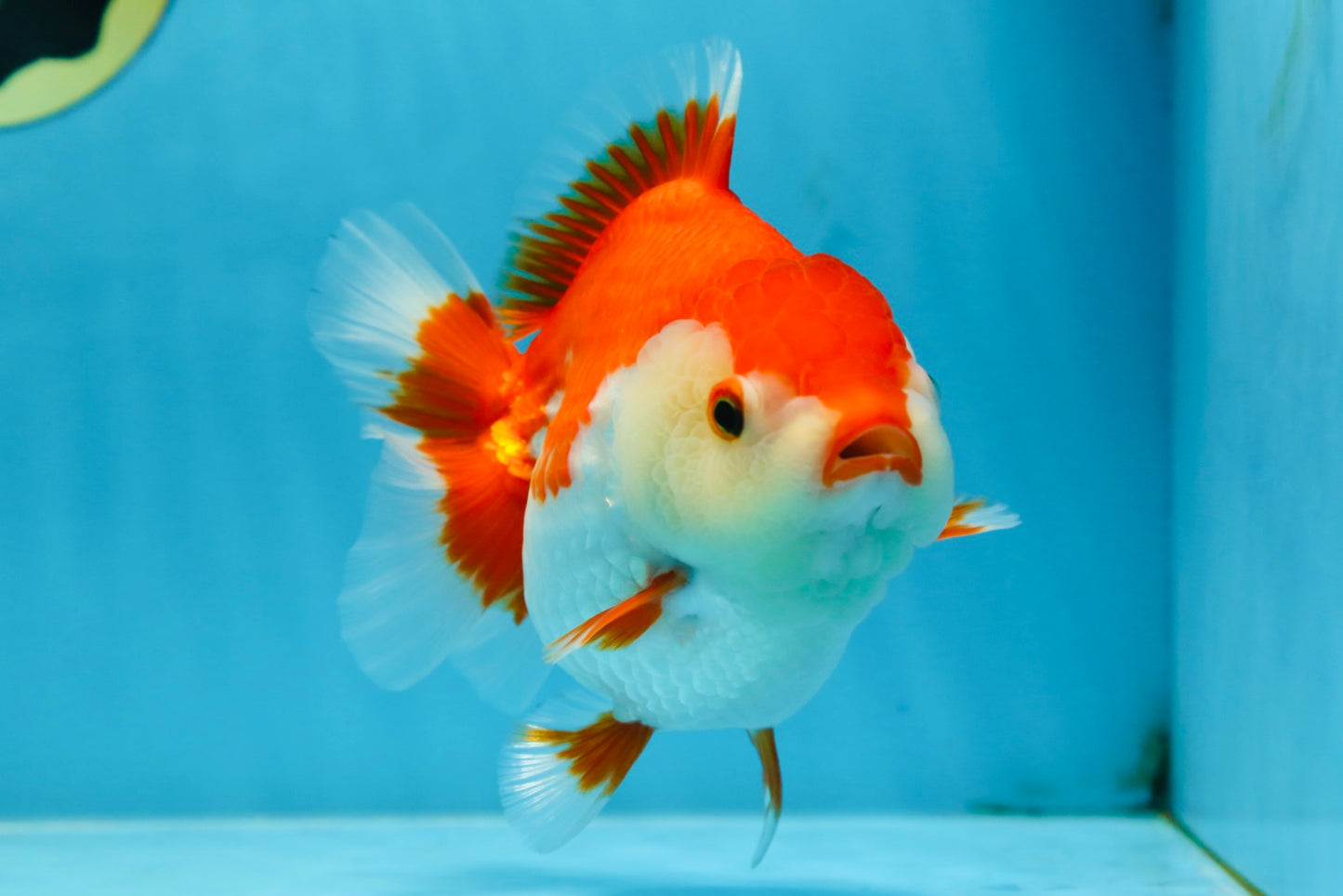 A Grade Red White Yuanbao 5.5 inches #080825YB_27