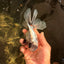 Marble Oranda Male 5.5 inches #071026OR_35
