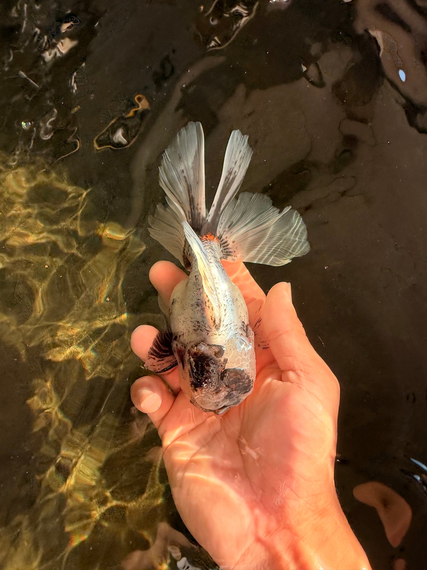 Marble Oranda Male 5.5 inches #071026OR_35