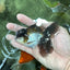 Panda Oranda Male 3.5-4 inches #110124OR_11