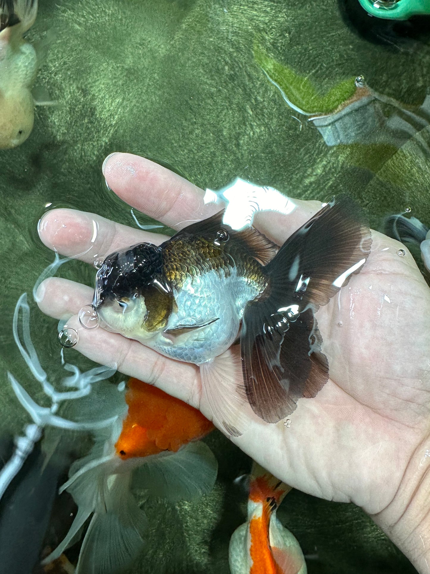 Panda Oranda Male 3.5-4 inches #110124OR_11