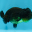 Black Lionchu Female 3.5 inches #0906LC_11