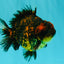 AAA Grade Tiger Yuanbao Male 5 inches #061926YB_35