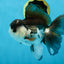 A Grade Panda Button Eyes Oranda Male 5-5.5 inches #011725OR_04