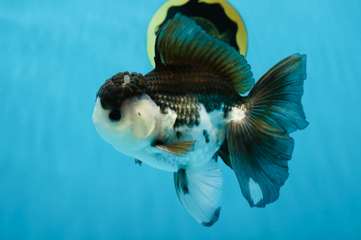 A Grade Panda Button Eyes Oranda Male 5-5.5 inches #011725OR_04