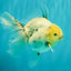 A Grade Marble Oranda Male 5.5-6 inches #062626OR_31