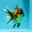 AAA Grade Young Godzilla Tiger Oranda Female 5  inches #0510OR_16