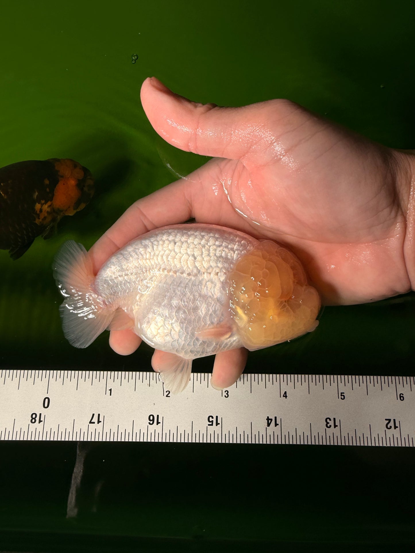 SUPER CUTE A Grade White LionQueen Female 4.5 inches #041026LC_17