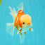 A Grade Lipsticks Red White Oranda Male 6 inches #101626OR_03