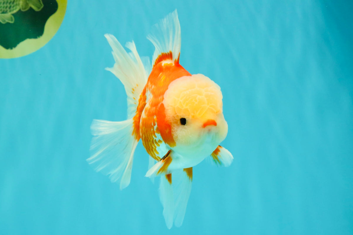 A Grade Lipsticks Red White Oranda Male 6 inches #101626OR_03