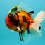 A Grade Broatail Tiger Oranda Male 7.5 inches #100926OR_08