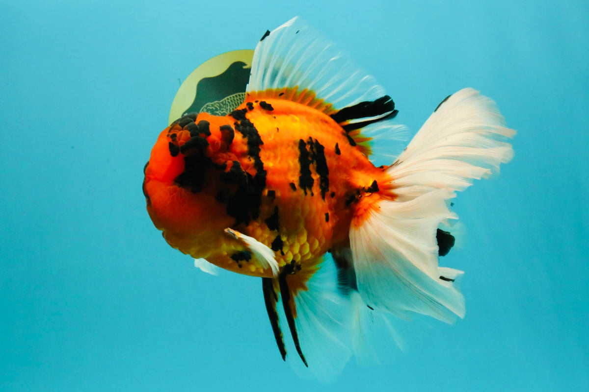 A Grade Broatail Tiger Oranda Male 7.5 inches #100926OR_08