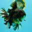 AAA Grade Broadtail Tiger Oranda Male 7.5 inches #073126OR_02