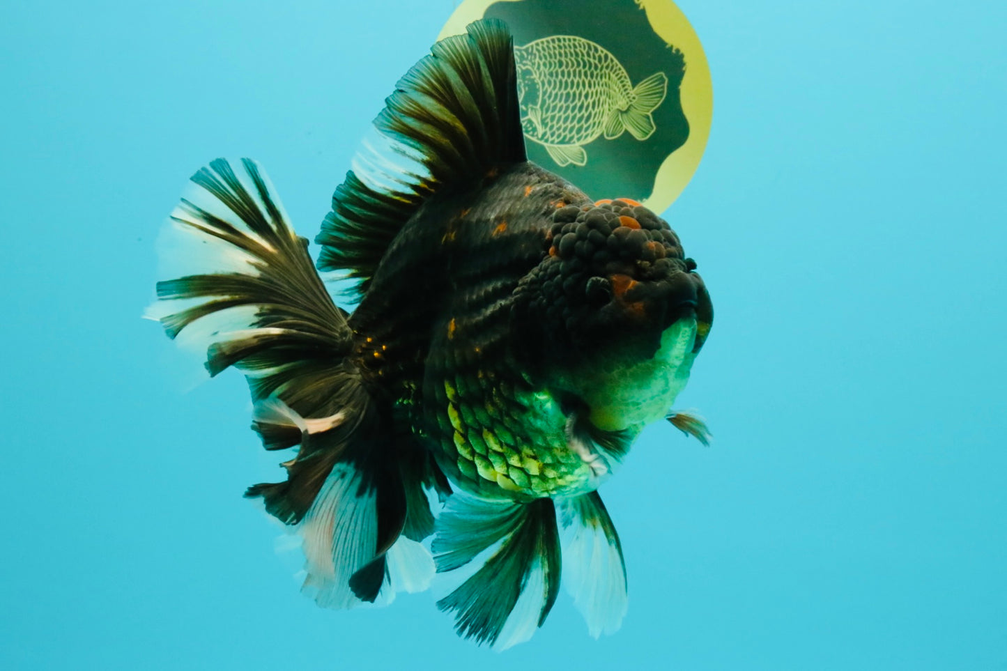 AAA Grade Broadtail Tiger Oranda Male 7.5 inches #073126OR_02
