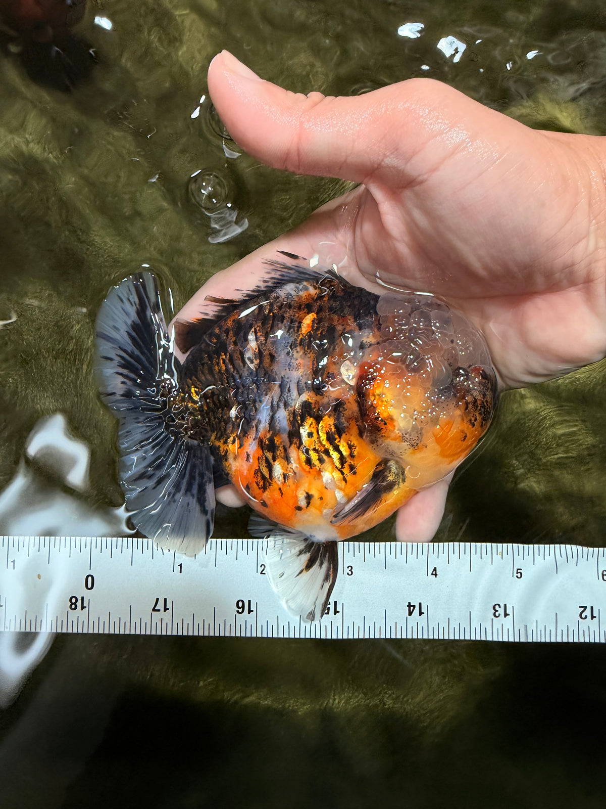 AAA Grade Calico Kirin Yuanbao Male 4.5-5 inches #100226YB_05