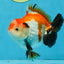 CHONKY A Grade Tricolor Yuanbao Male 4.5 inches #110725YB_06