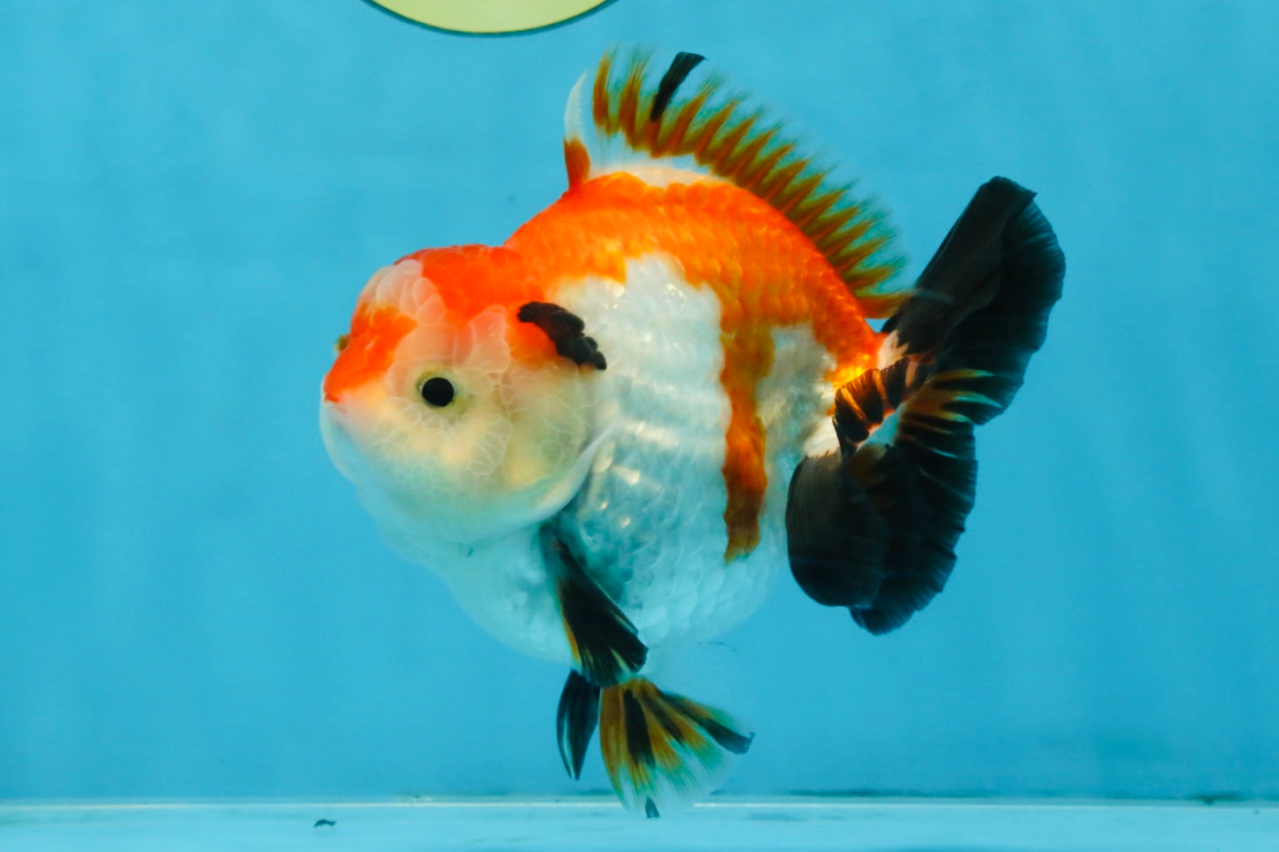 CHONKY A Grade Tricolor Yuanbao Male 4.5 inches #110725YB_06