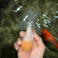A Grade White Oranda Male 5-5.5 inches #081426OR_12