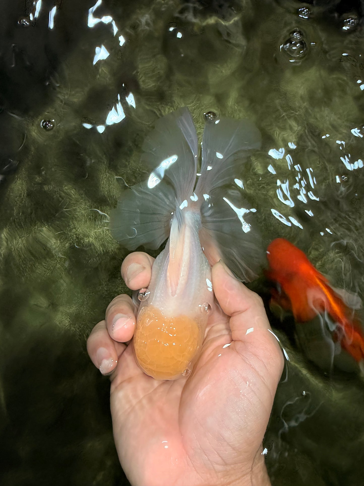 A Grade White Oranda Male 5-5.5 inches #081426OR_12