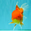 TOMATO A Grade Red White Oranda Female 6 inches #082826OR_17