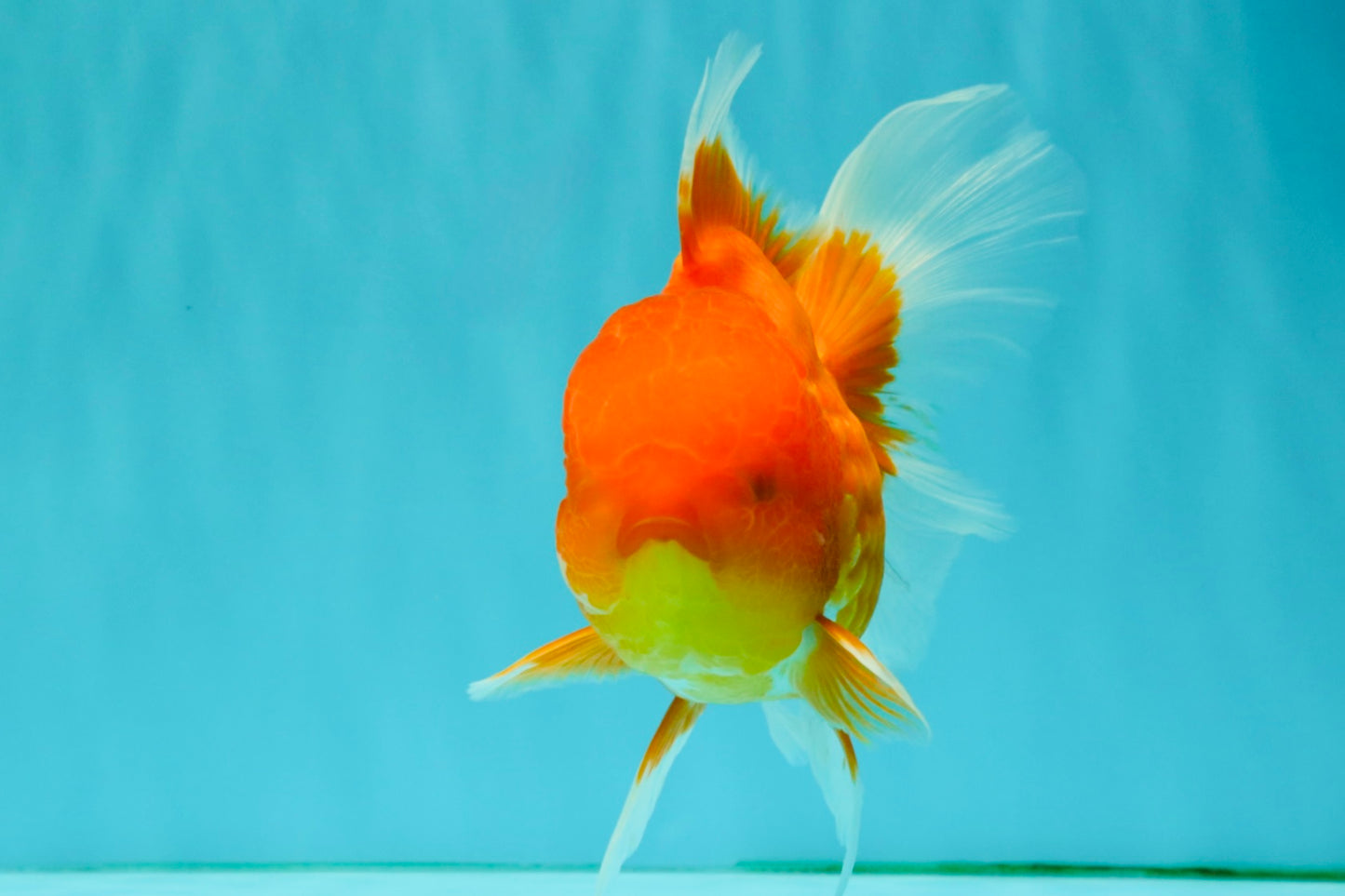 TOMATO A Grade Red White Oranda Female 6 inches #082826OR_17