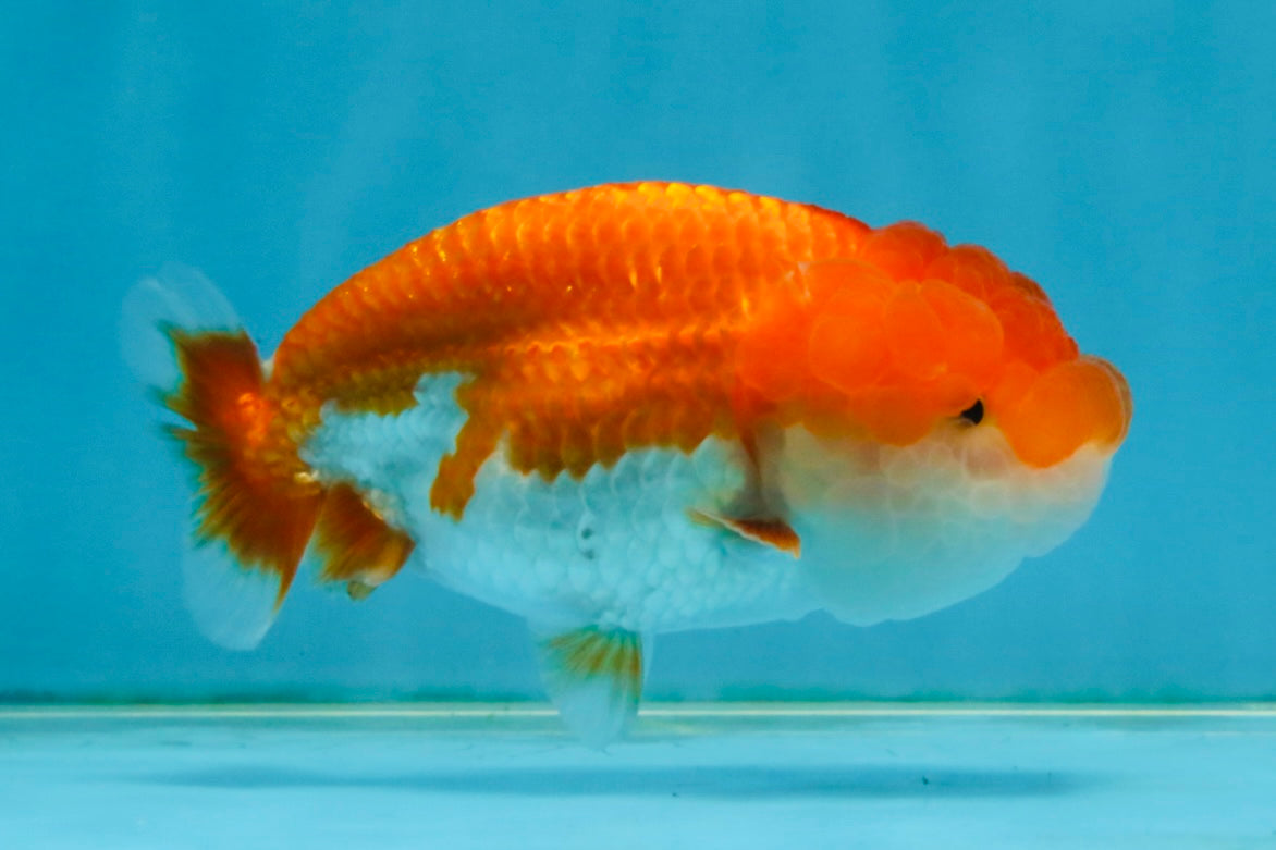 Red White Lionchu Female 4 inches #121225LC_11