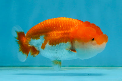 Red White Lionchu Female 4 inches #121225LC_11