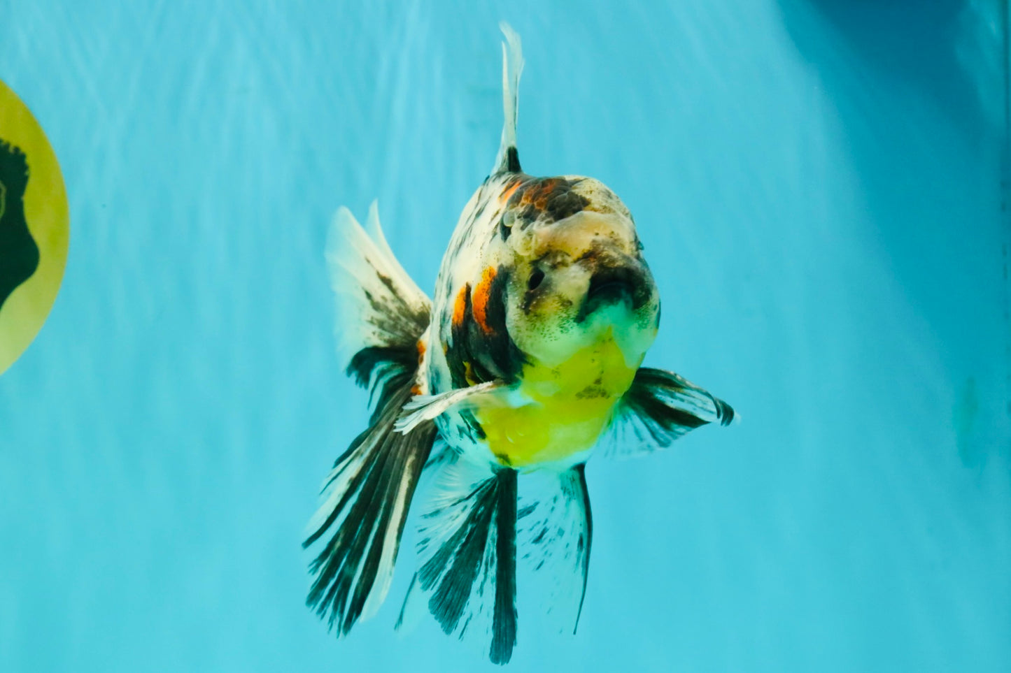 AAA Grade Calico Oranda Male 6 inches #070626OR_11