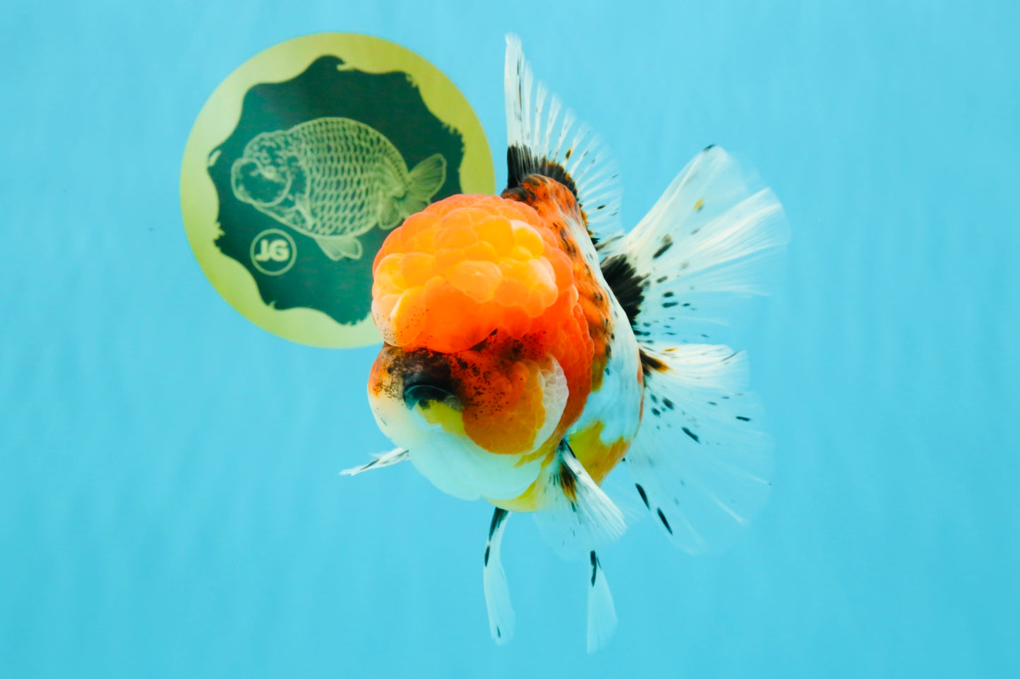 A Grade Calico Oranda Female 6-6.5 inches #022726OR_15