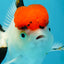 A Grade Red Cap Tricolor Oranda Male 4.5 inches #120624OR_02