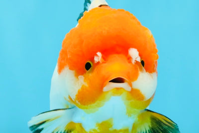 SUPER CUTE Tricolor Yuanbao Female 4.5-5 inches #040326YB_05