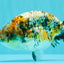 SPECIAL Calico Blue Base Ranchu Male 5.5 Inches #100226RC_20