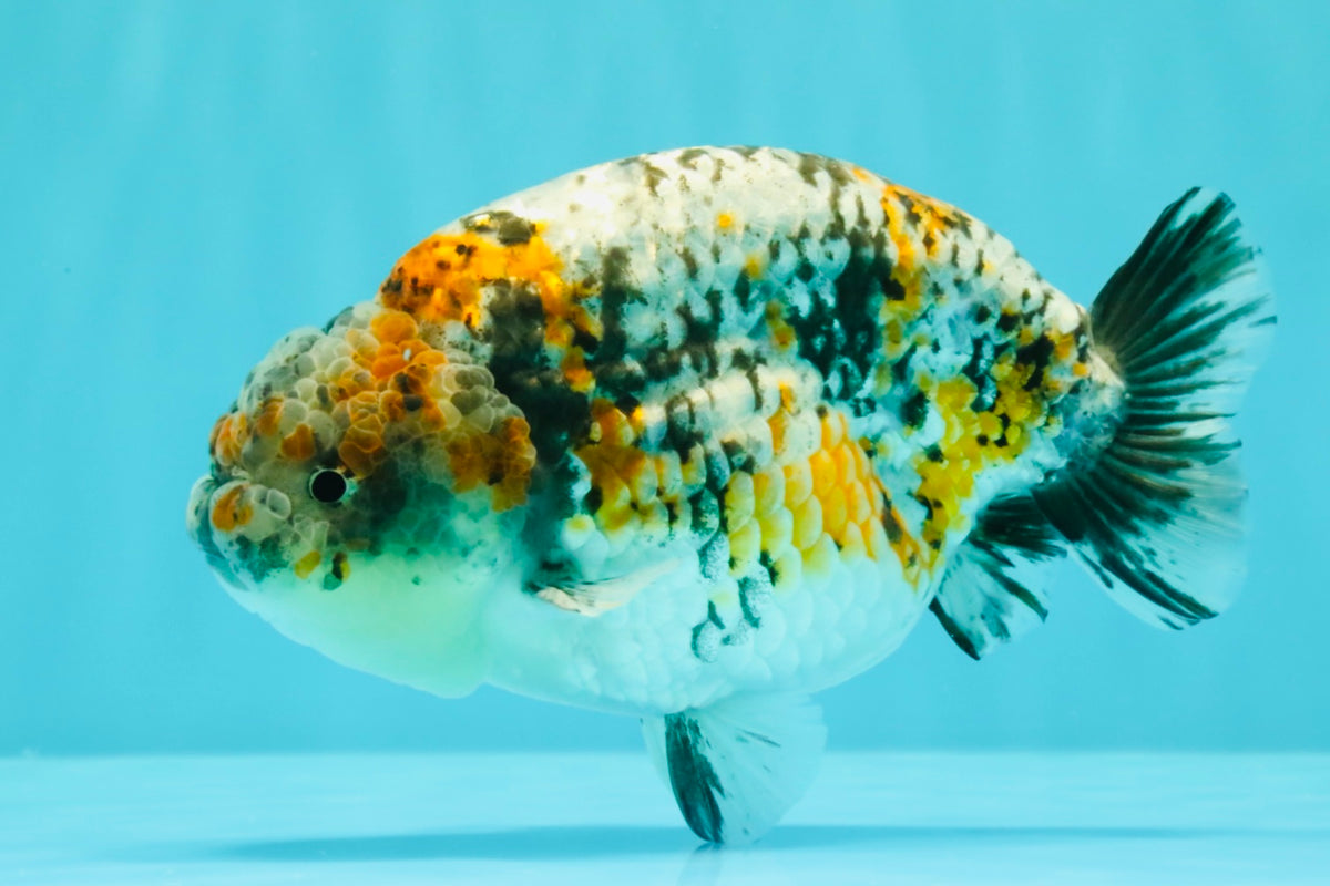 SPECIAL Calico Blue Base Ranchu Male 5.5 Inches #100226RC_20