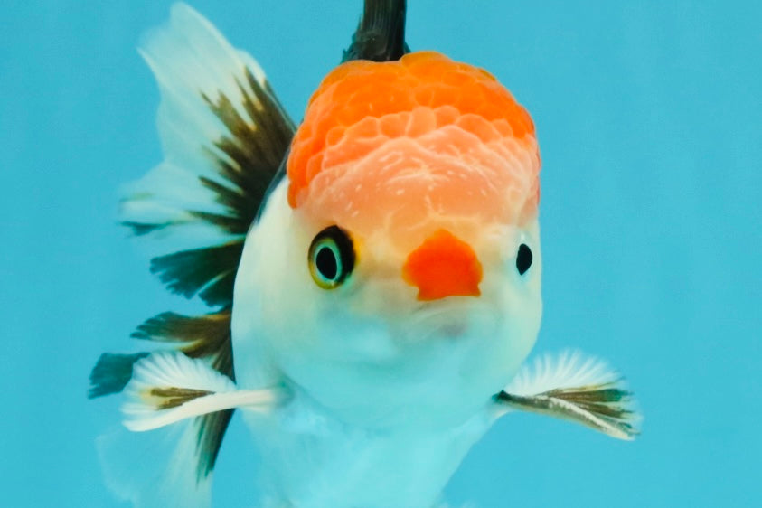 CLOWN A Grade Tricolor Oranda Male 5-5.5 inches #032026OR_14