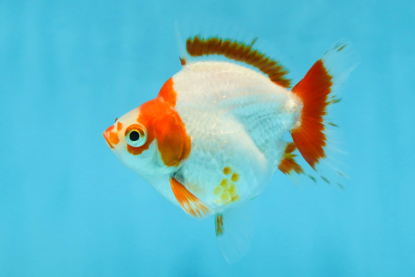 A Grade Red White Ryukin Female 3.5-4 inches #111425RK_04